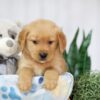 Image of Tucker, a Golden Retriever puppy