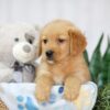 Image of Tucker, a Golden Retriever puppy