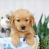 Image of Tucker, a Golden Retriever puppy