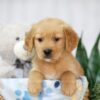 Image of Tucker, a Golden Retriever puppy