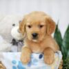 Image of Tucker, a Golden Retriever puppy