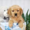 Image of Tucker, a Golden Retriever puppy