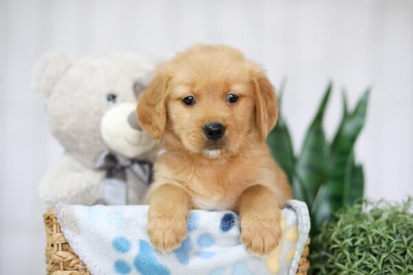 Image of Tucker, a Golden Retriever puppy