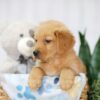 Image of Tucker, a Golden Retriever puppy