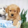 Image of Tucker, a Golden Retriever puppy