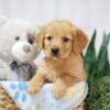 Image of Tulip, a Golden Retriever puppy