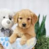 Image of Tulip, a Golden Retriever puppy