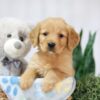 Image of Tulip, a Golden Retriever puppy