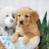 Image of Tulip, a Golden Retriever puppy