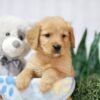 Image of Tulip, a Golden Retriever puppy