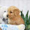 Image of Tulip, a Golden Retriever puppy