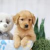 Image of Tulip, a Golden Retriever puppy