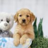 Image of Tulip, a Golden Retriever puppy