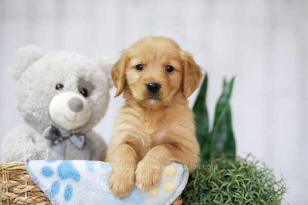 Image of Tulip, a Golden Retriever puppy