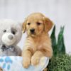 Image of Tulip, a Golden Retriever puppy