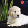 Image of Walker, a Golden Retriever puppy