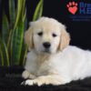 Image of Walker, a Golden Retriever puppy