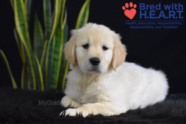 Image of Walker, a Golden Retriever puppy