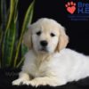 Image of Walker, a Golden Retriever puppy