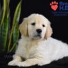 Image of Walker, a Golden Retriever puppy