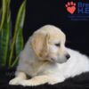 Image of Walker, a Golden Retriever puppy