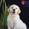 Image of Walker, a Golden Retriever puppy