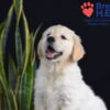 Image of Walker, a Golden Retriever puppy