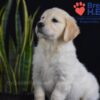 Image of Walker, a Golden Retriever puppy