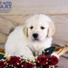 Image of Walker, a Golden Retriever puppy