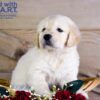 Image of Walker, a Golden Retriever puppy