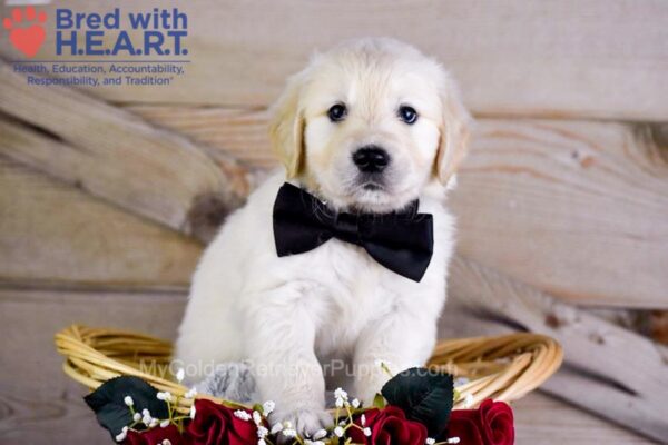 Image of Walker, a Golden Retriever puppy