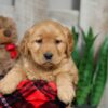 Image of Walker, a Golden Retriever puppy