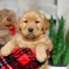 Image of Walker, a Golden Retriever puppy