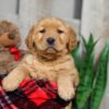 Image of Walker, a Golden Retriever puppy