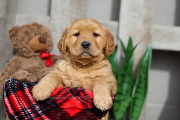 Image of Walker, a Golden Retriever puppy