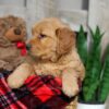 Image of Walker, a Golden Retriever puppy