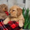 Image of Walker, a Golden Retriever puppy