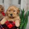 Image of Walker, a Golden Retriever puppy