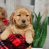 Image of Walker, a Golden Retriever puppy