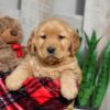 Image of Walker, a Golden Retriever puppy