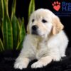 Image of Weston, a Golden Retriever puppy