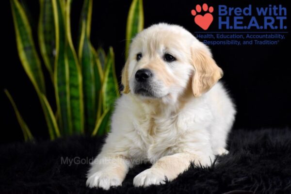 Image of Weston, a Golden Retriever puppy