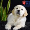 Image of Weston, a Golden Retriever puppy