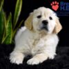 Image of Weston, a Golden Retriever puppy