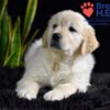 Image of Weston, a Golden Retriever puppy