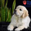 Image of Weston, a Golden Retriever puppy