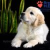 Image of Weston, a Golden Retriever puppy