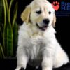 Image of Weston, a Golden Retriever puppy