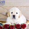 Image of Weston, a Golden Retriever puppy