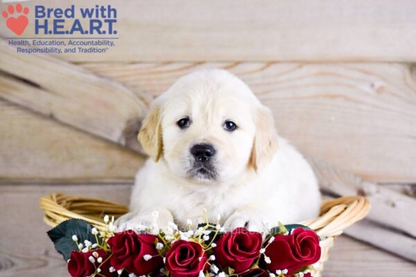 Image of Weston, a Golden Retriever puppy